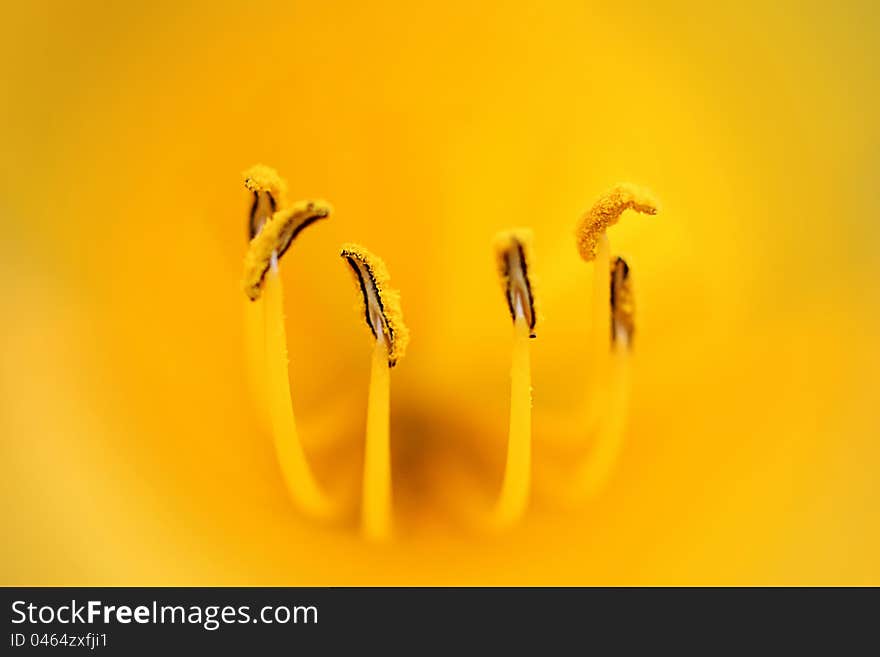 Stamens yellow tulip close up