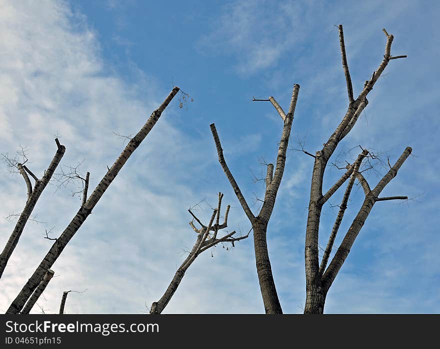 Twins trees on a diagonal. Twins trees on a diagonal