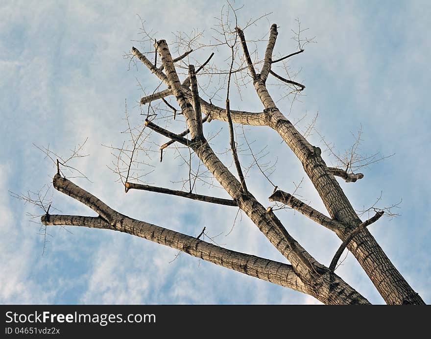 Twins trees on a diagonal. Twins trees on a diagonal