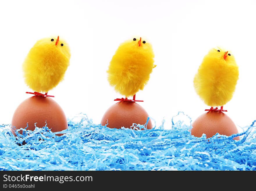 Chicks cleaning for the easter