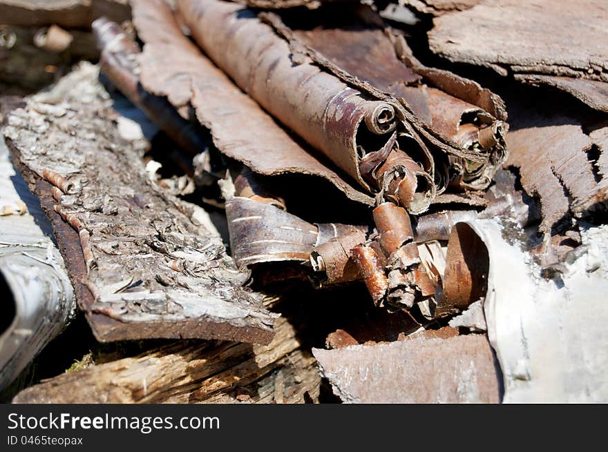 Wood Shavings