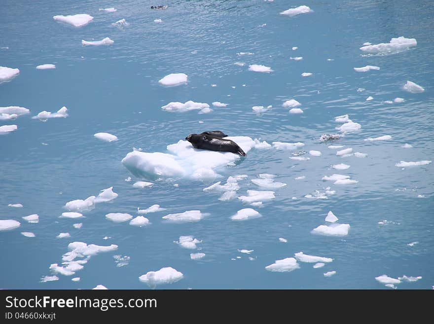 Seals resting on a piece of ice floating in Alaska's Glacier bay