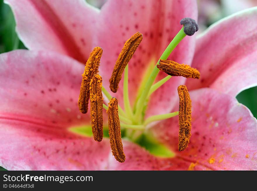 Closeup of pink lily flower stigma. Closeup of pink lily flower stigma