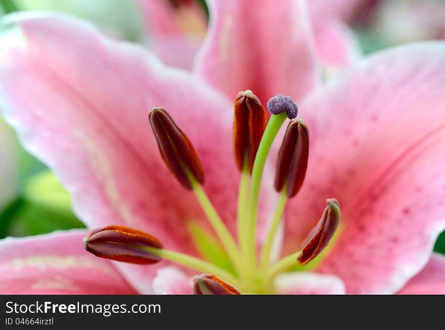 Closeup of pink lily flower stigma. Closeup of pink lily flower stigma