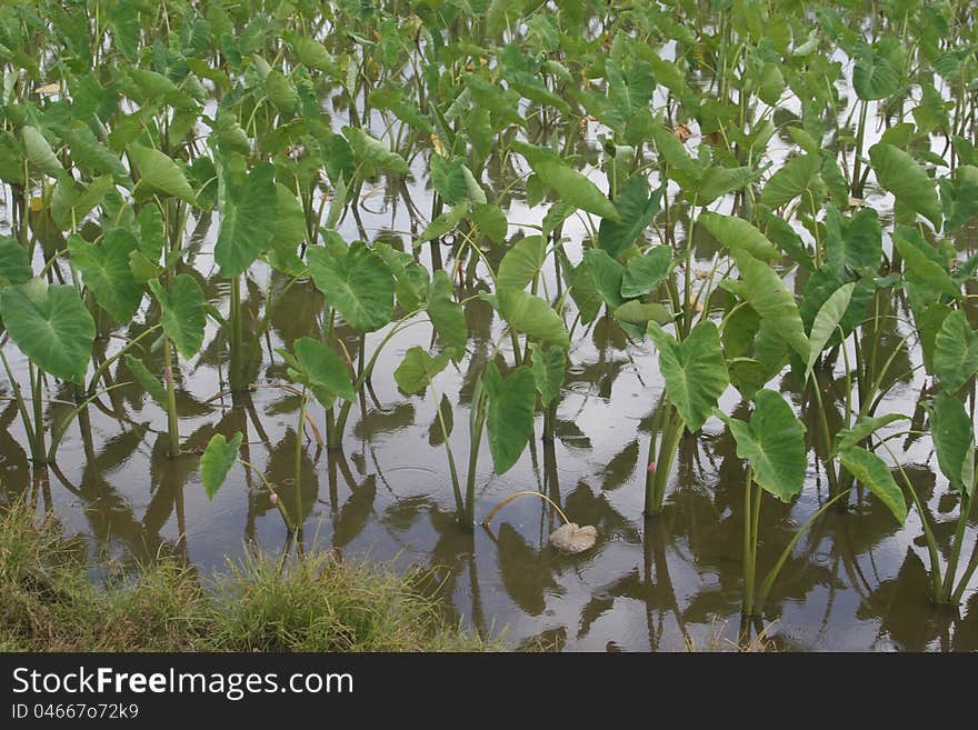 Hawaiian taro field reflecting sky and raindrops