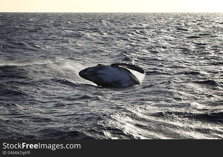 Sequence of a Humpback whale calf breaching