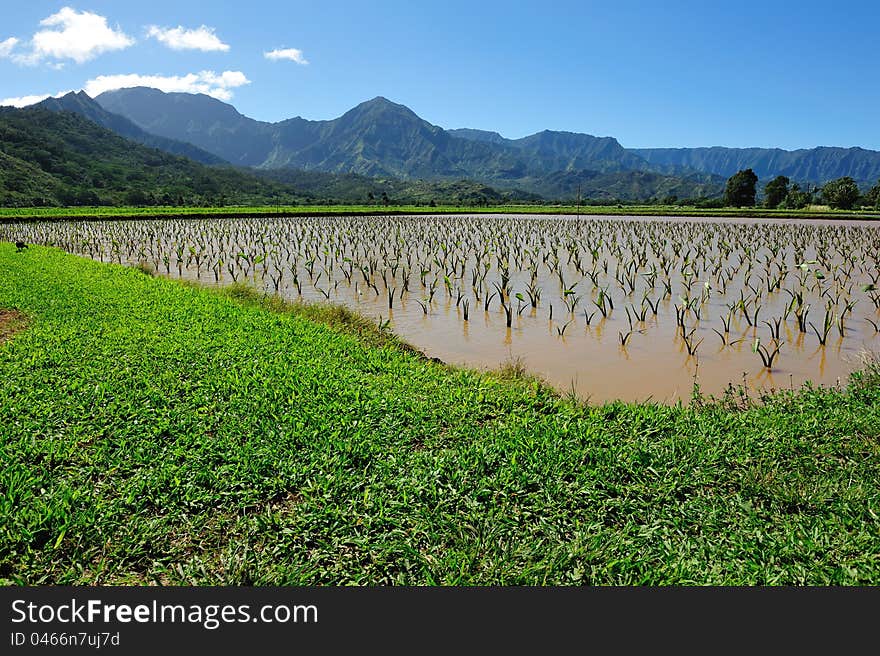 Taro field in Kauai Hawaii, USA