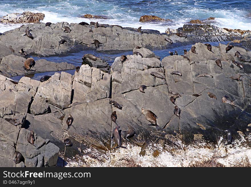 Australian Sea Lions (Neophoca Cinerea) at Kangaroo Island. Australia. Australian Sea Lions (Neophoca Cinerea) at Kangaroo Island. Australia