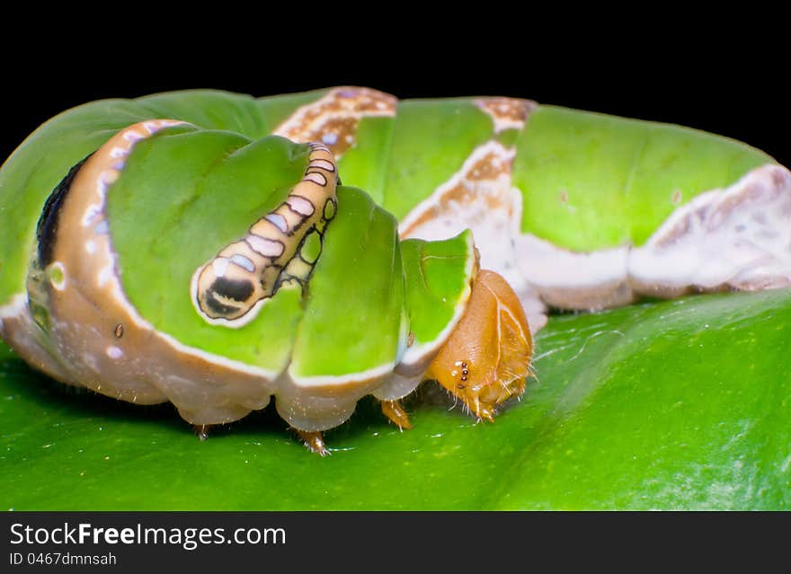 Green caterpillar on leaf eating.