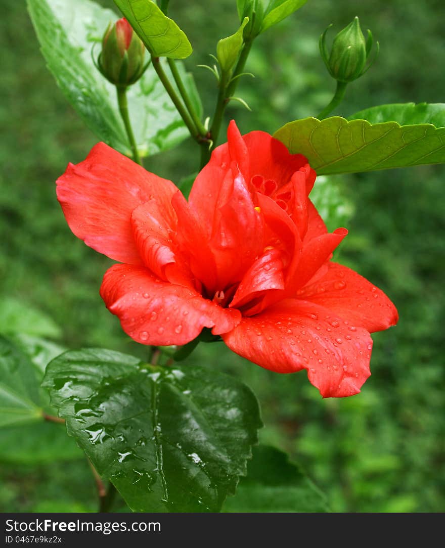 Red hibiscus flower