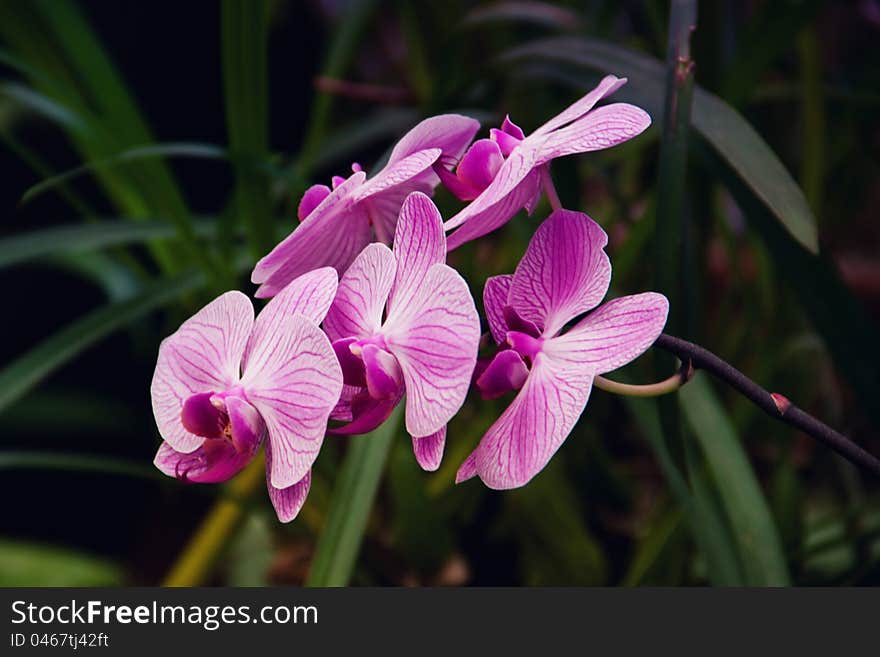 Tropical orchids