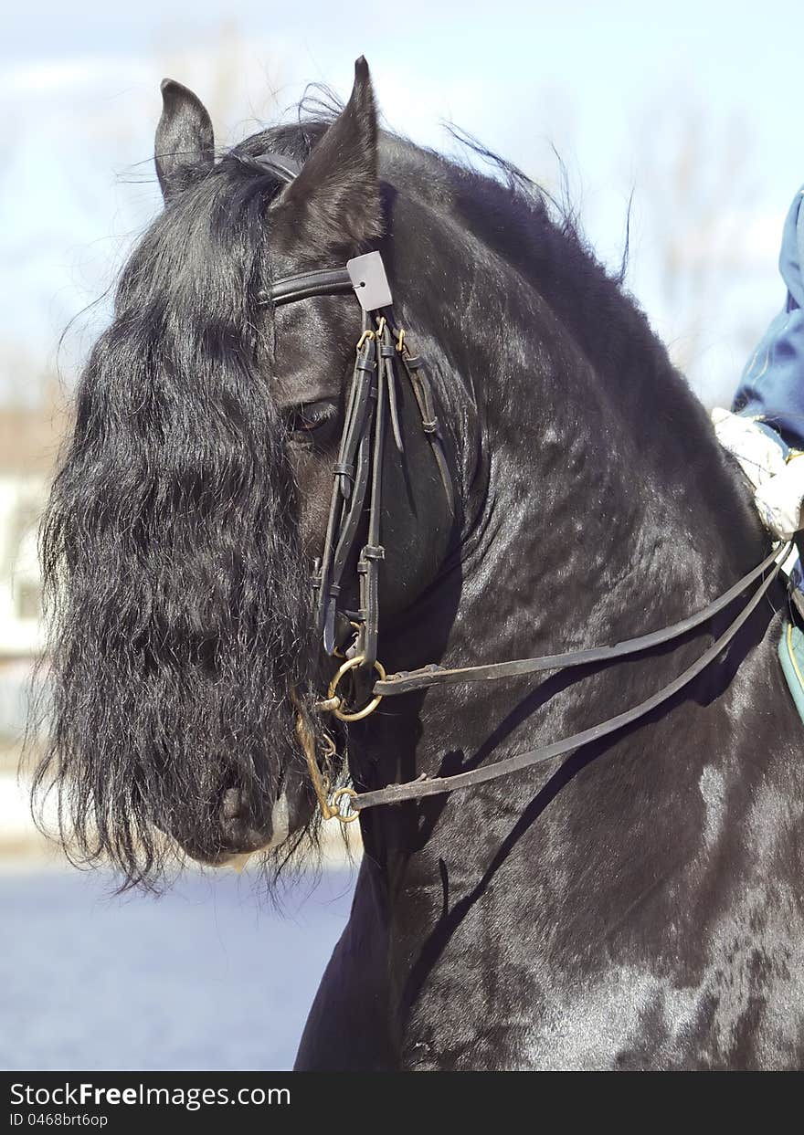 Portrait of frisian horse closeup