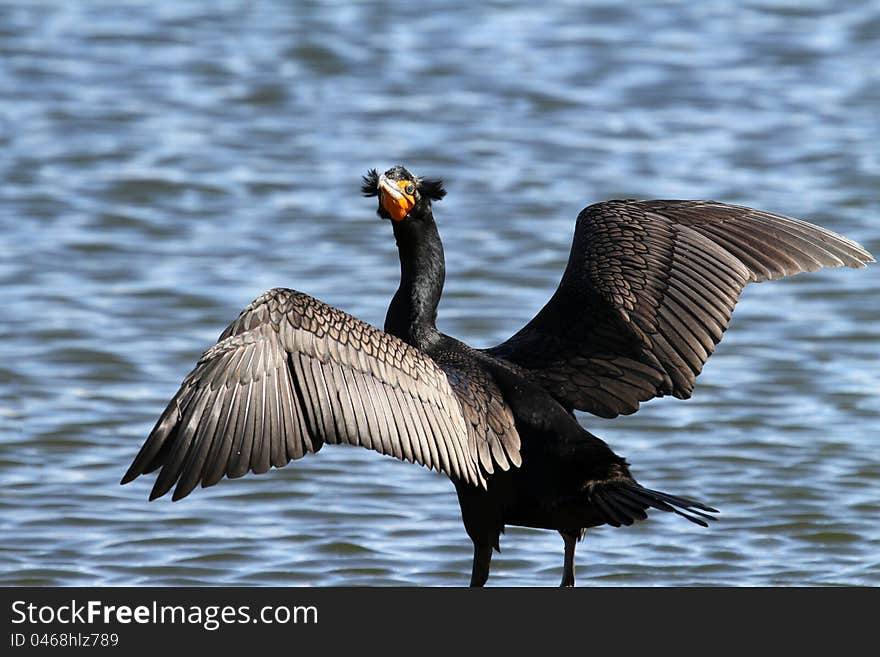 Resting Cormorant With Wings Spread To Dry