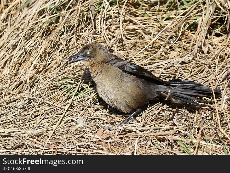 Female Grackle Bird Standing In Dried Grass