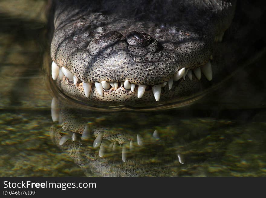 Close Up Detail Of Swamp Gator Mouth Reflected In Pond. Close Up Detail Of Swamp Gator Mouth Reflected In Pond