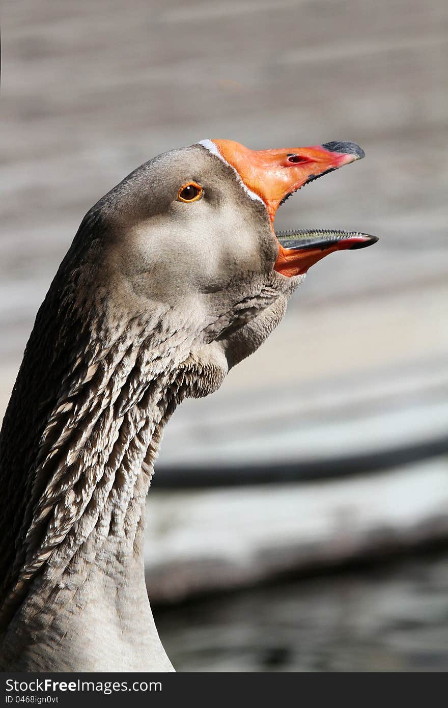 Gray Drake Goose With Open Orange Beak Close Up. Gray Drake Goose With Open Orange Beak Close Up