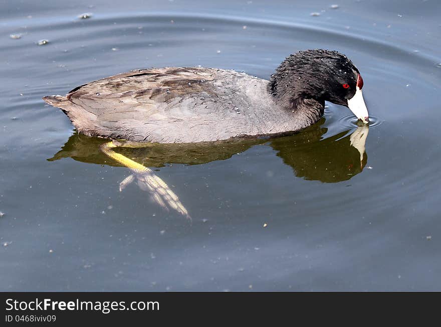 Regal Red Knobbed Mud Hen Swimming In Blue Water With Reflection. Regal Red Knobbed Mud Hen Swimming In Blue Water With Reflection