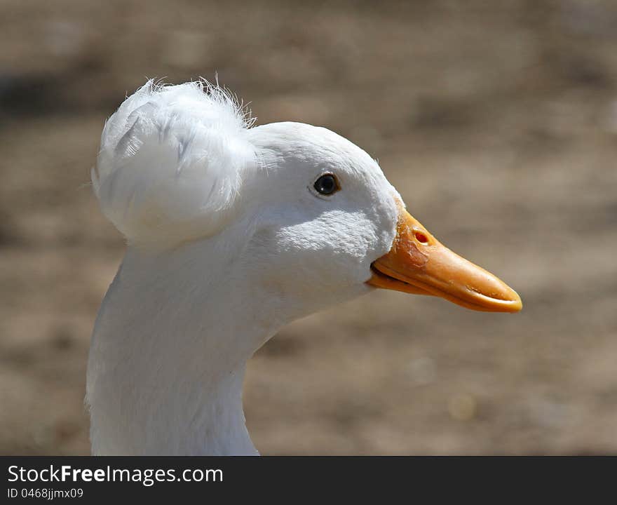 White Duck With funny Feather Bonnet