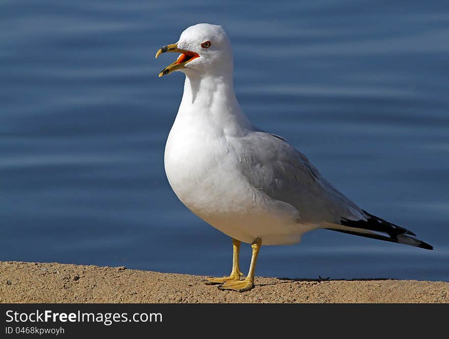 Serious Seagull With Mouth Open Against Dark Blue Water Background. Serious Seagull With Mouth Open Against Dark Blue Water Background