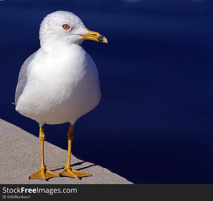 Standing Seagull Against Dark Blue Water Background. Standing Seagull Against Dark Blue Water Background