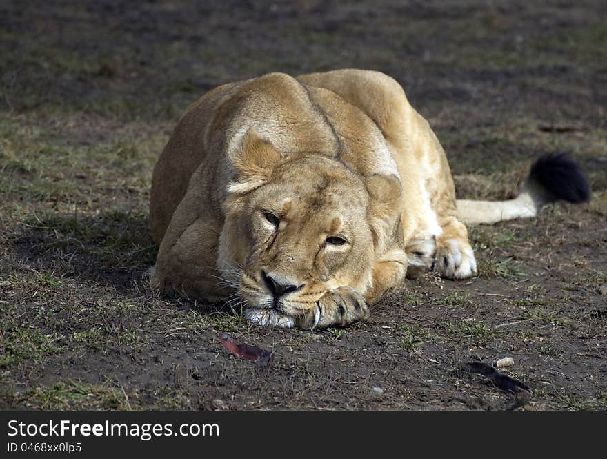 A lion in ZOO Prague