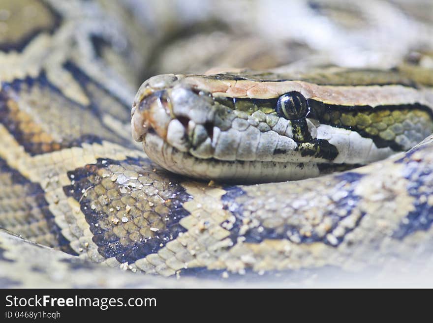 Eye of snake ,python snake