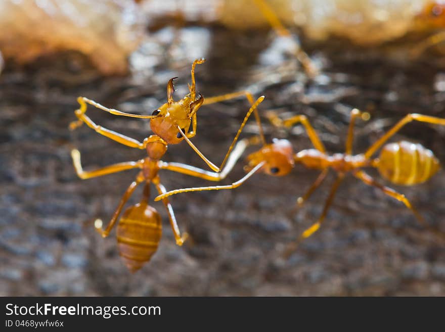 Red weaver ant with wide open jaws. Red weaver ant with wide open jaws