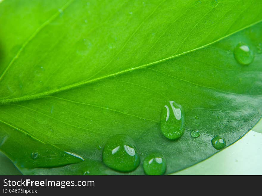 Water drops on leaf