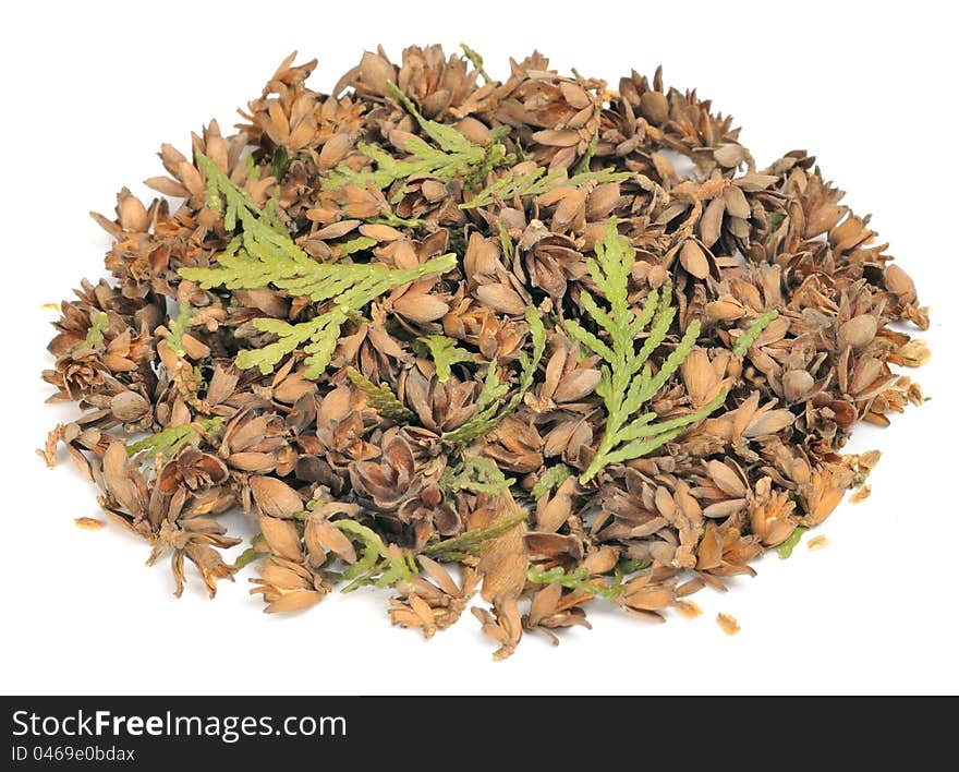 A pile of thuja cones, seeds and leaves on a white background