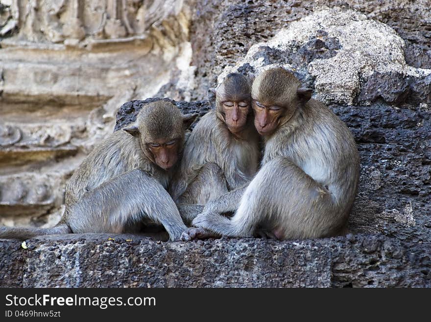 Three monkeys sleep together, Lopburi, Thailand. Three monkeys sleep together, Lopburi, Thailand