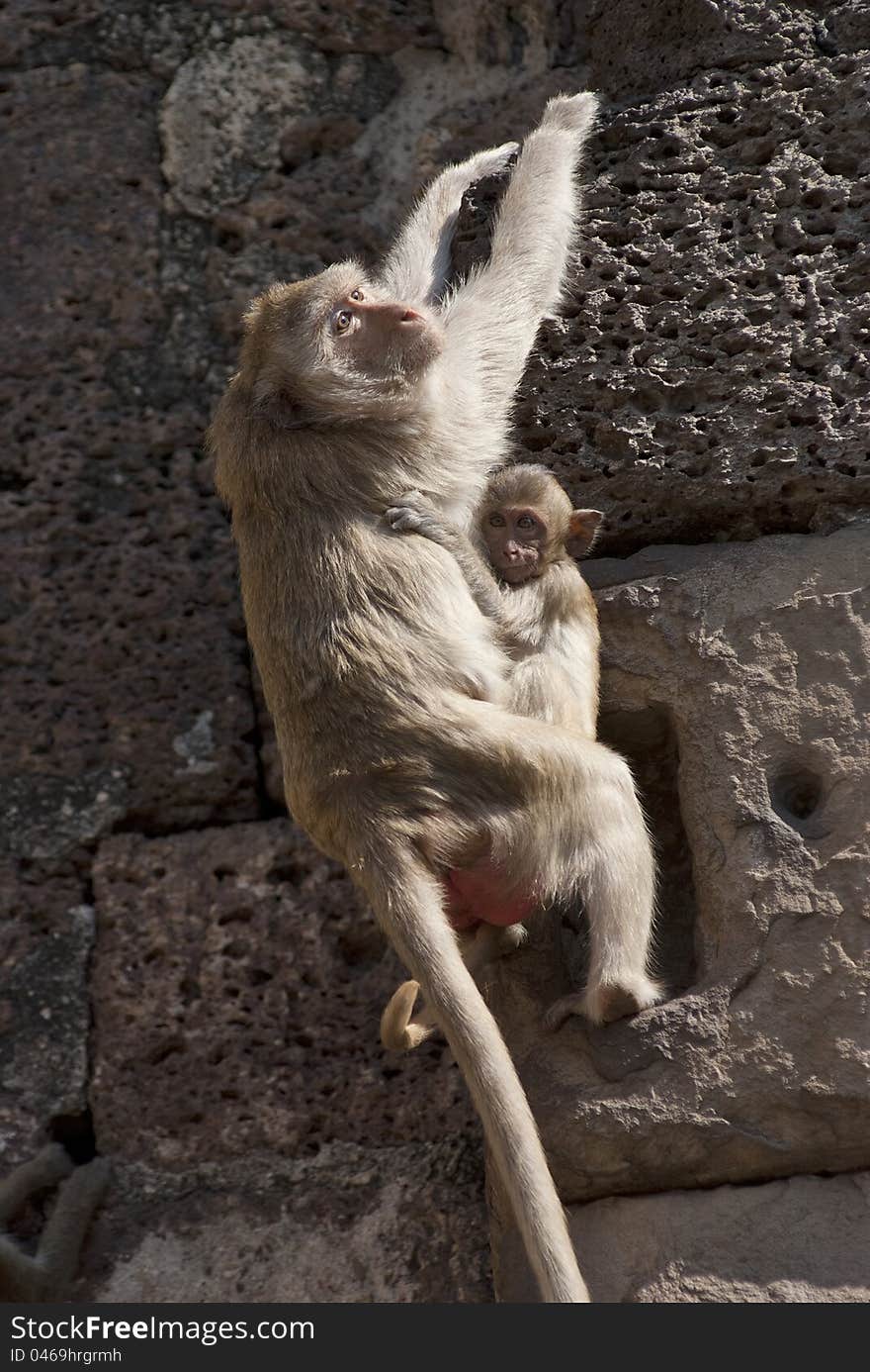 Mother monkey hangs herself on the wall with her baby. Mother monkey hangs herself on the wall with her baby