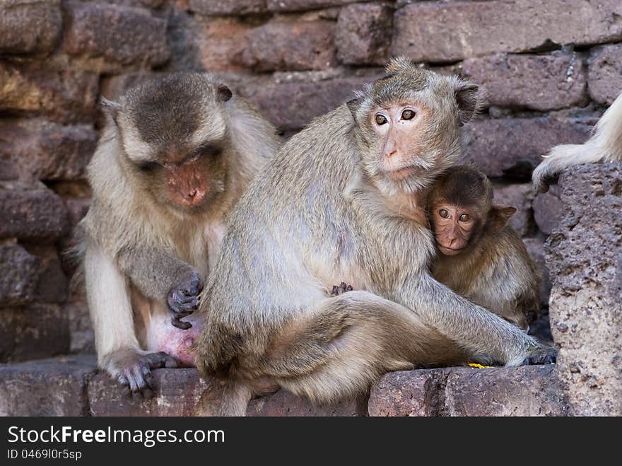 A monkey helps mother monkey getting rid of fleas. A monkey helps mother monkey getting rid of fleas