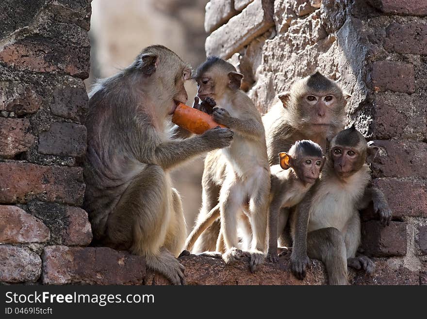 Five monkeys enjoy themselves, Lopburi, Thailand. Five monkeys enjoy themselves, Lopburi, Thailand