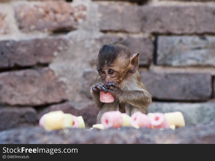 Baby monkey