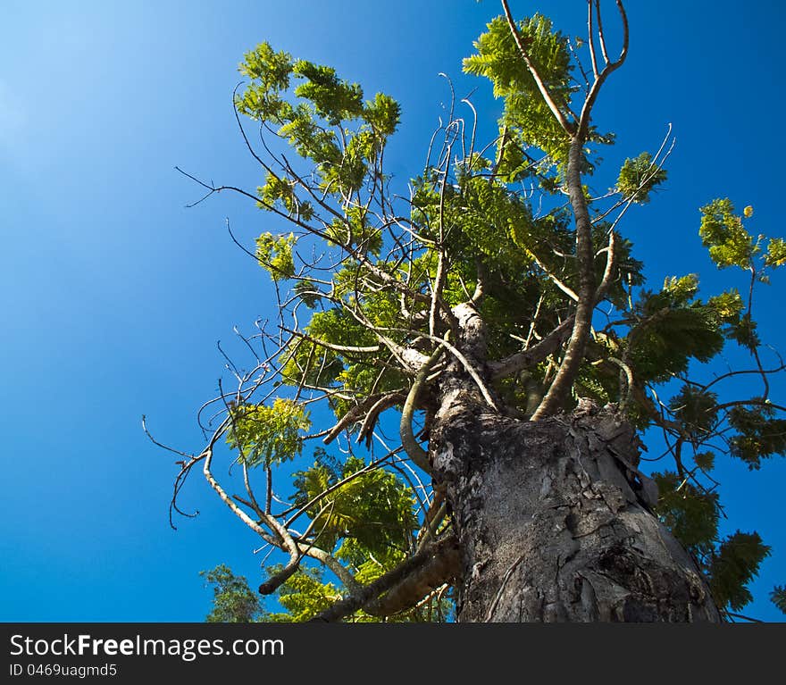 Beautiful Tree