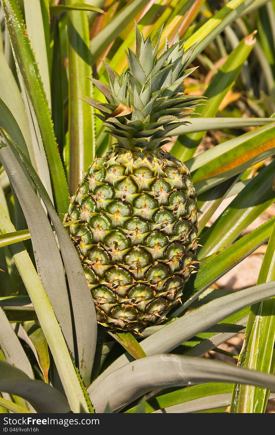 Green pineapple is grow up