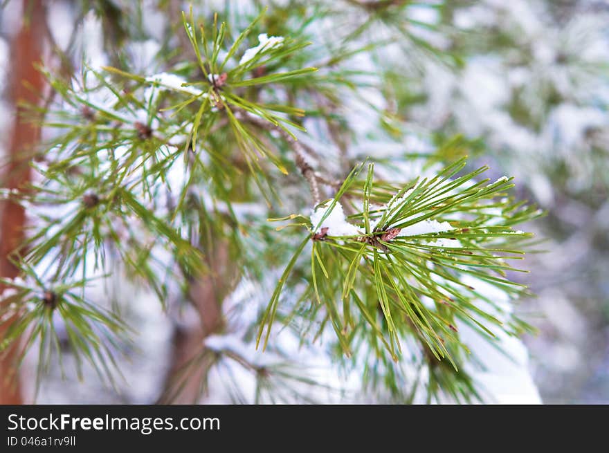 Snow On Pine Needles.