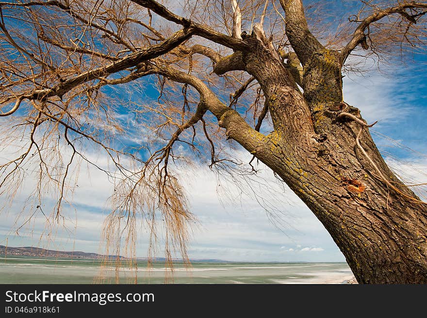 Tree at the frozen, iced lake of Balaton in winter