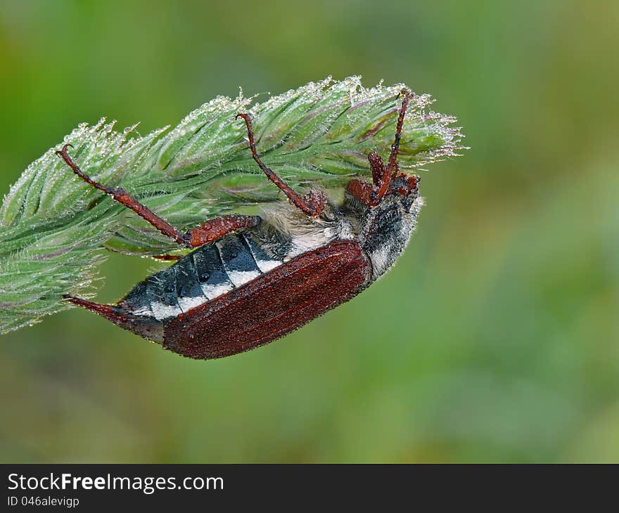 Cockchafer