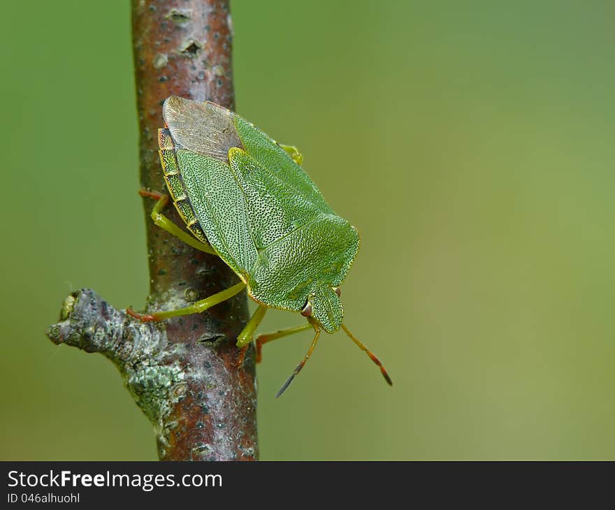 Green shield bug (Palomena prasina) on a twig.