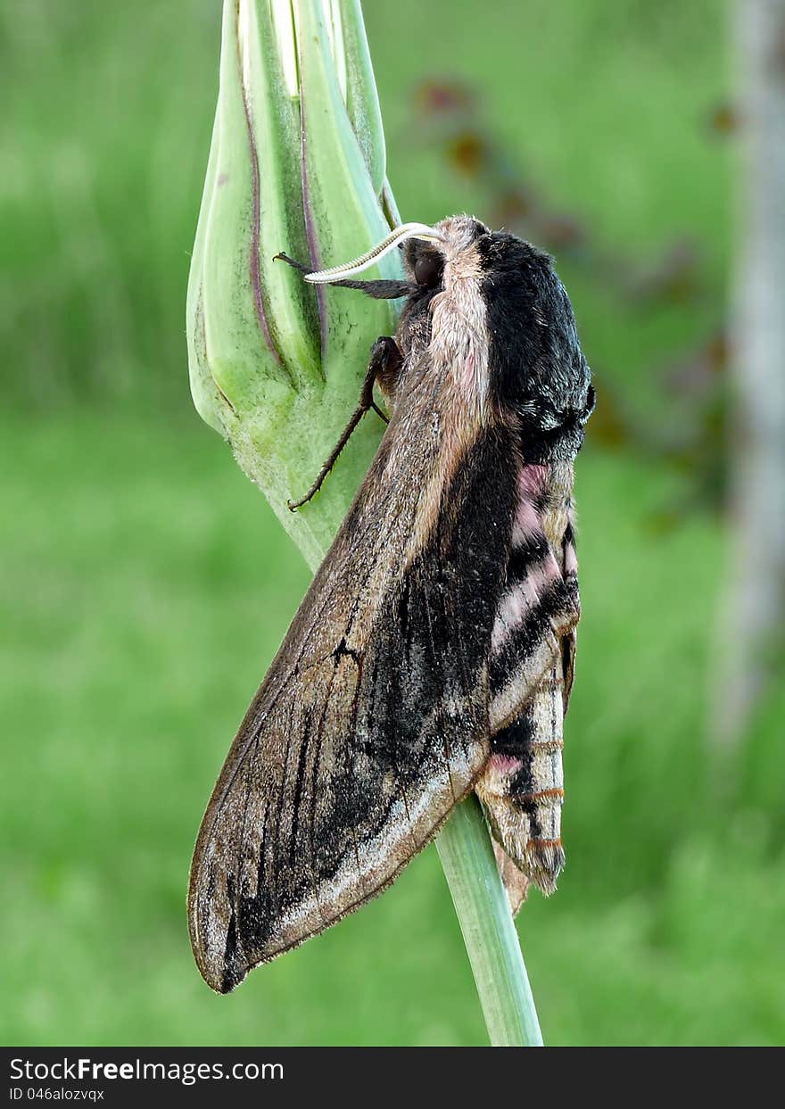 The Privet Hawk moth on a flower.