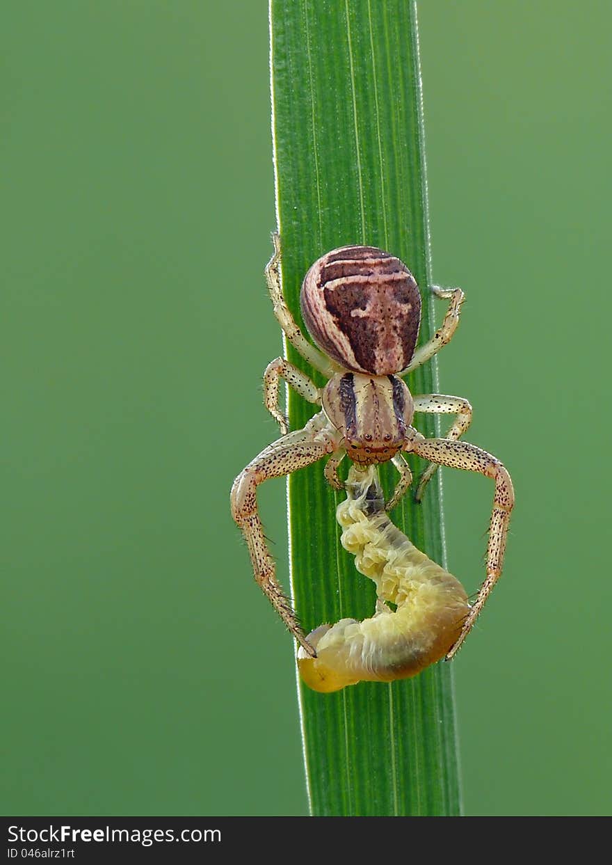 Crab spider has caught a fat caterpillar for lunch.