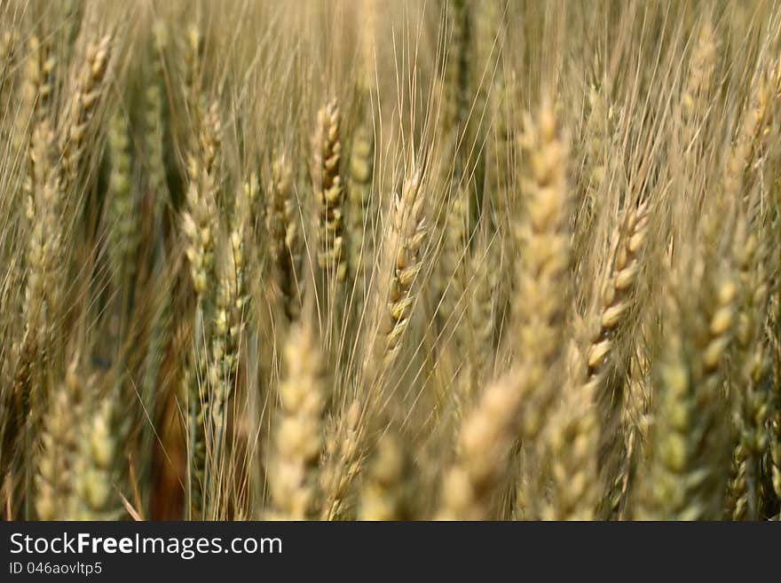 Close-up of ears of barley fields. Close-up of ears of barley fields