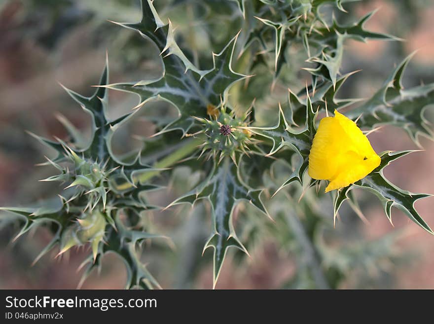 Blossoming thistle in the desert