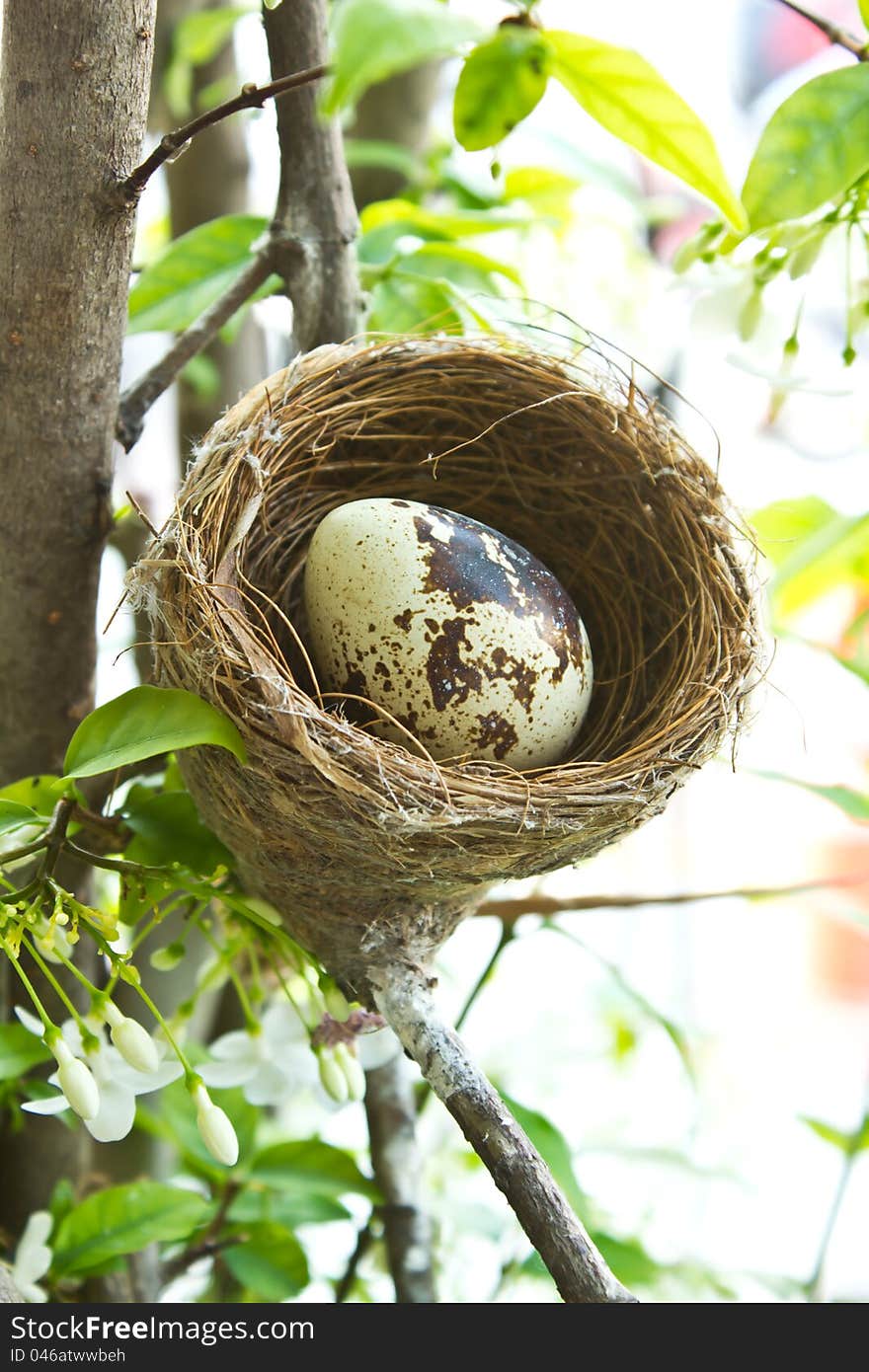 Birdnest And Egg