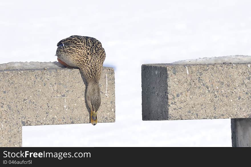 A mallard duck looking down from a parapet in winter