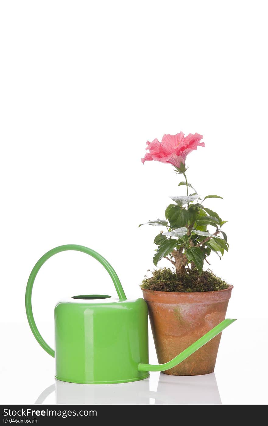 Hibiskus flower in a pot with watering can isolated over white background. Hibiskus flower in a pot with watering can isolated over white background