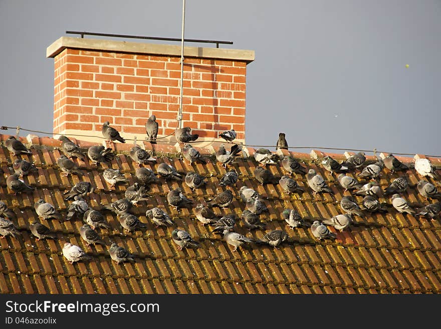 Flock Of Pigeons