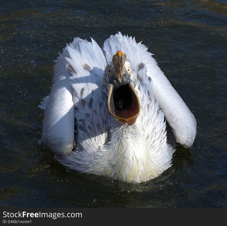 Pelican