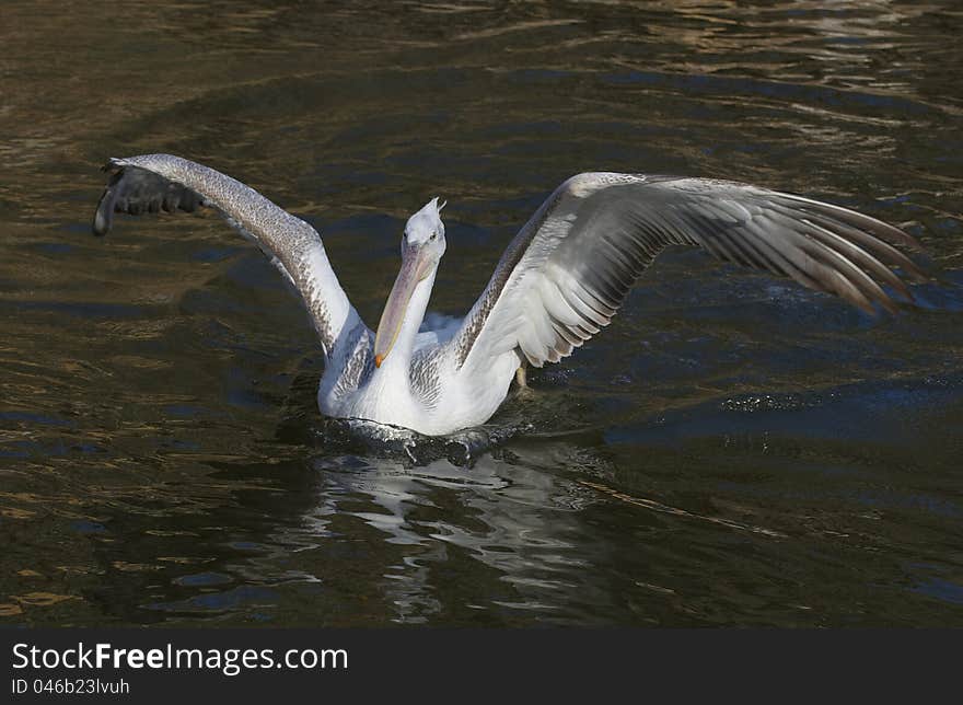 Pelican